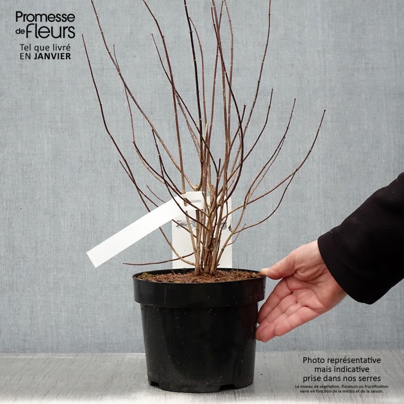 Amostra de Seringat - Philadelphus Beauclerk Vaso de 2 L/3 L tal como entregue no inverno