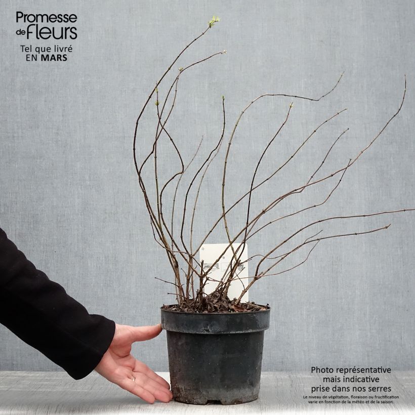 Amostra de Philadelphus Beauclerk Vaso de 2 L/3 L tal como entregue na primavera