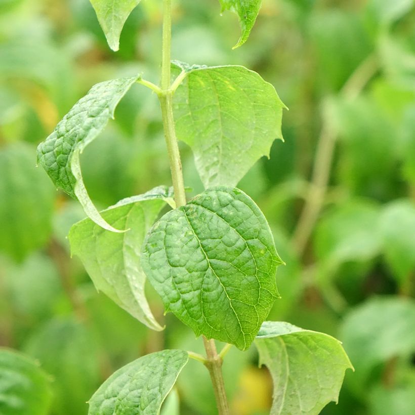 Philadelphus Beauclerk (Folhagem)