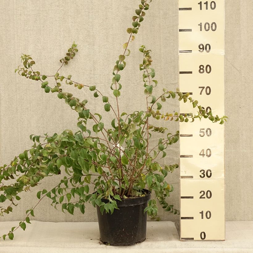 Amostra de Philadelphus Beauclerk Vaso de 7,5 L/10 L tal como entregue no outono