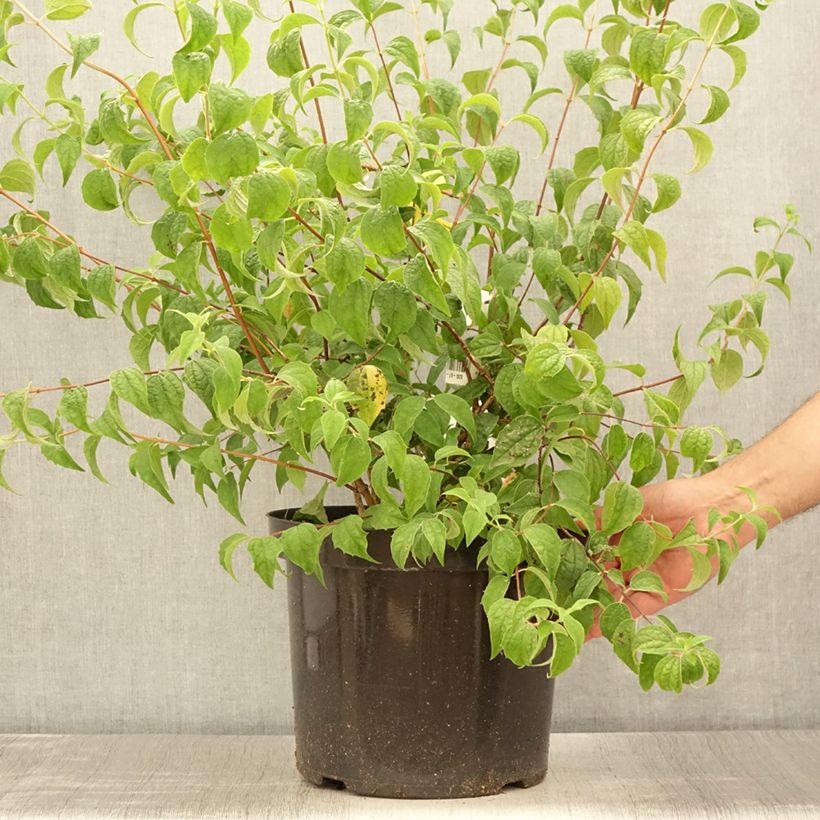 Amostra de Philadelphus Beauclerk Vaso de 7,5 L/10 L tal como entregue no verão