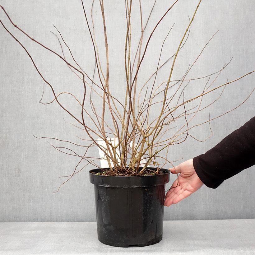 Amostra de Seringat - Philadelphus Beauclerk Vaso de 7,5 L/10 L tal como entregue no inverno