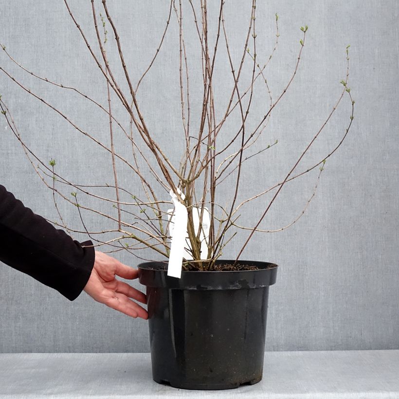 Amostra de Philadelphus Beauclerk Vaso de 7,5 L/10 L tal como entregue na primavera