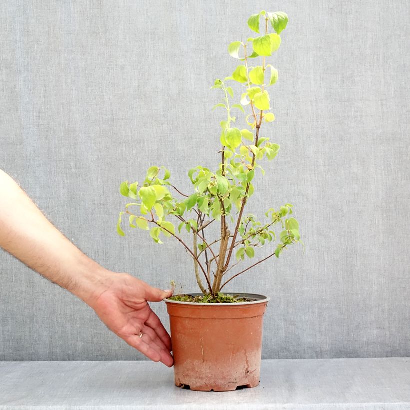 Amostra de Philadelphus coronarius Justynka Vaso de 3 L/4 L tal como entregue no verão