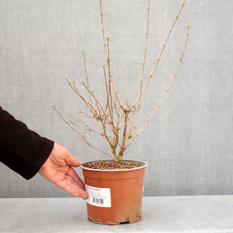 Amostra de Philadelphus coronarius Justynka Vaso de 3 L/4 L tal como entregue na primavera