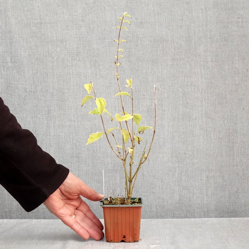 Amostra de Seringat - Philadelphus Frosty Morn Vaso de 8/9 cm tal como entregue no outono