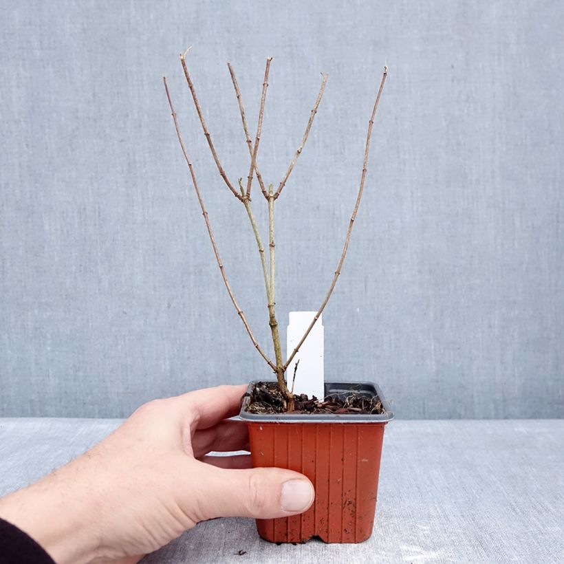 Amostra de Philadelphus Frosty Morn Vaso de 8/9 cm tal como entregue no inverno