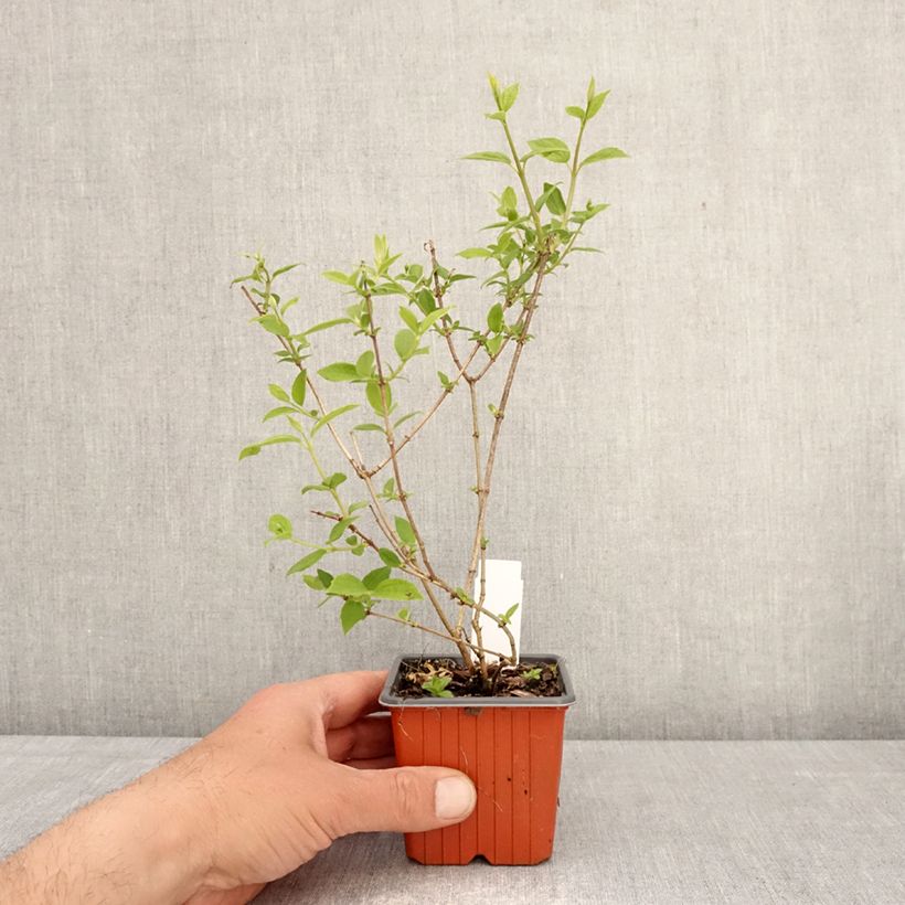 Amostra de Philadelphus Frosty Morn Vaso de 8/9 cm tal como entregue na primavera