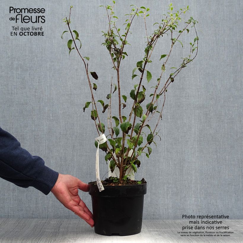 Amostra de Philadelphus Frosty Morn Vaso de 3 L/4 L tal como entregue no outono