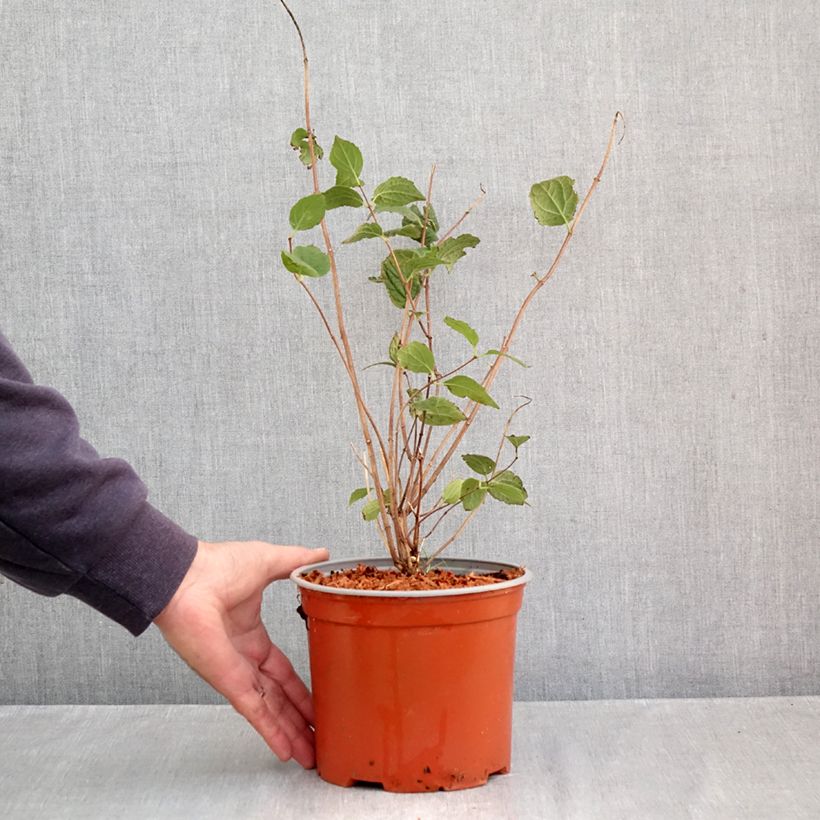 Amostra de Seringat - Philadelphus Komsomolec Pot de 3L/4L tal como entregue no outono