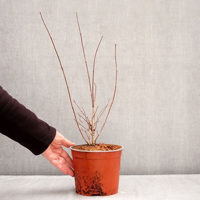 Amostra de Philadelphus Komsomolec Vaso de 3 L/4 L tal como entregue no inverno