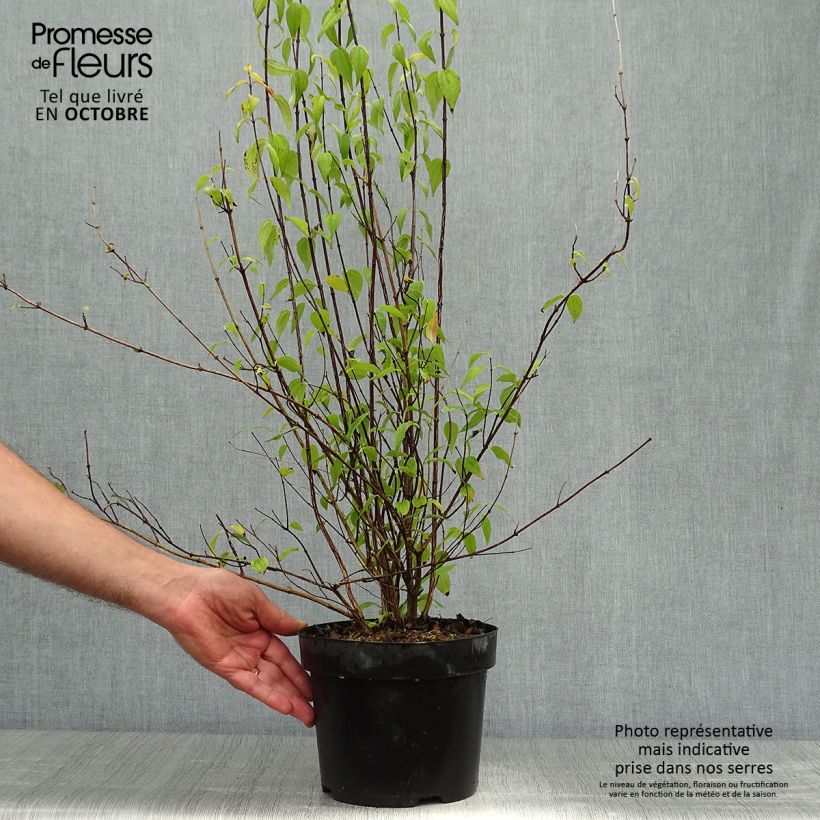 Amostra de Seringat - Philadelphus polyanthus Mont Blanc Pot de 3L/4L tal como entregue no outono