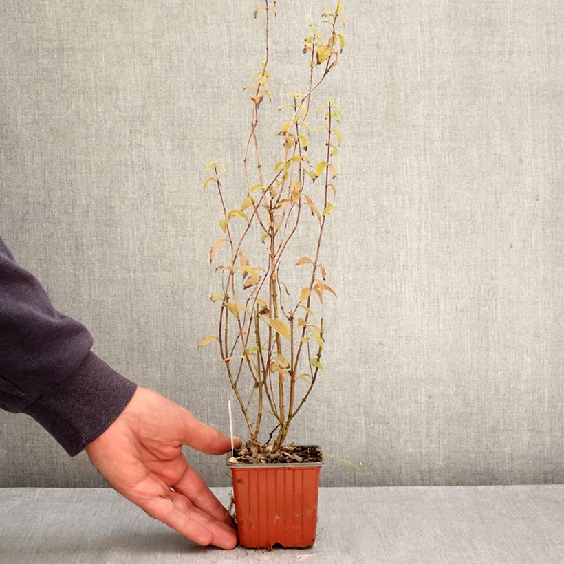 Amostra de Philadelphus lemoinei Silberregen Vaso de 8/9 cm tal como entregue no outono