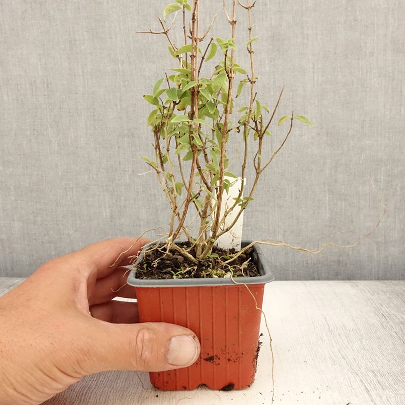 Amostra de Philadelphus lemoinei Silberregen Vaso de 8/9 cm tal como entregue no verão
