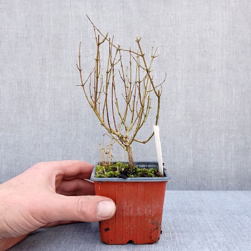 Amostra de Seringat - Philadelphus Silberregen Vaso de 8/9 cm tal como entregue no inverno