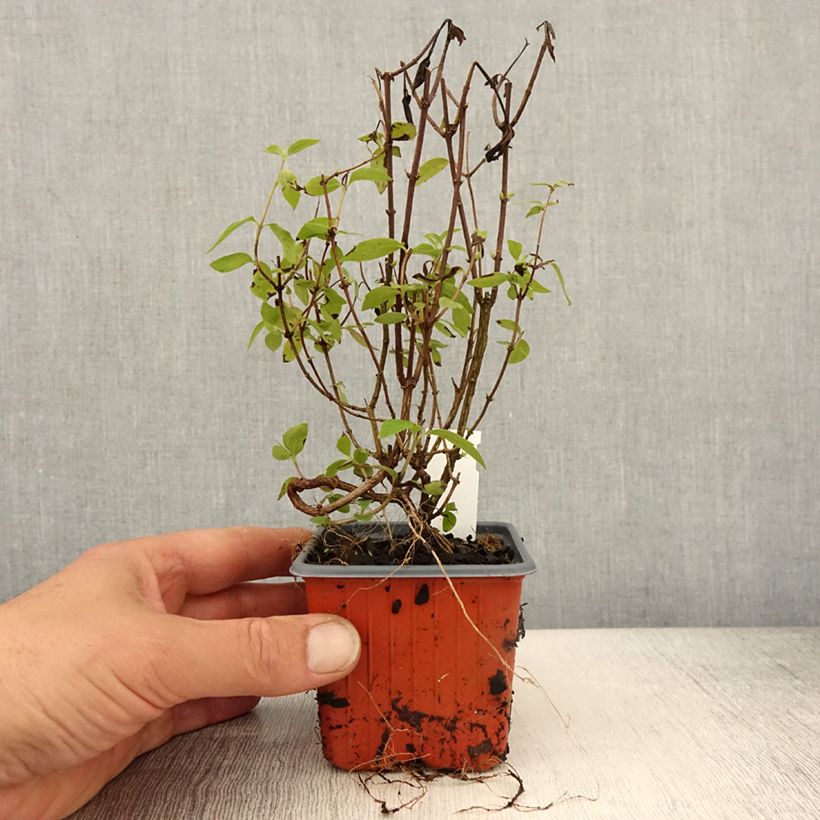 Amostra de Philadelphus lemoinei Silberregen Vaso de 8/9 cm tal como entregue na primavera