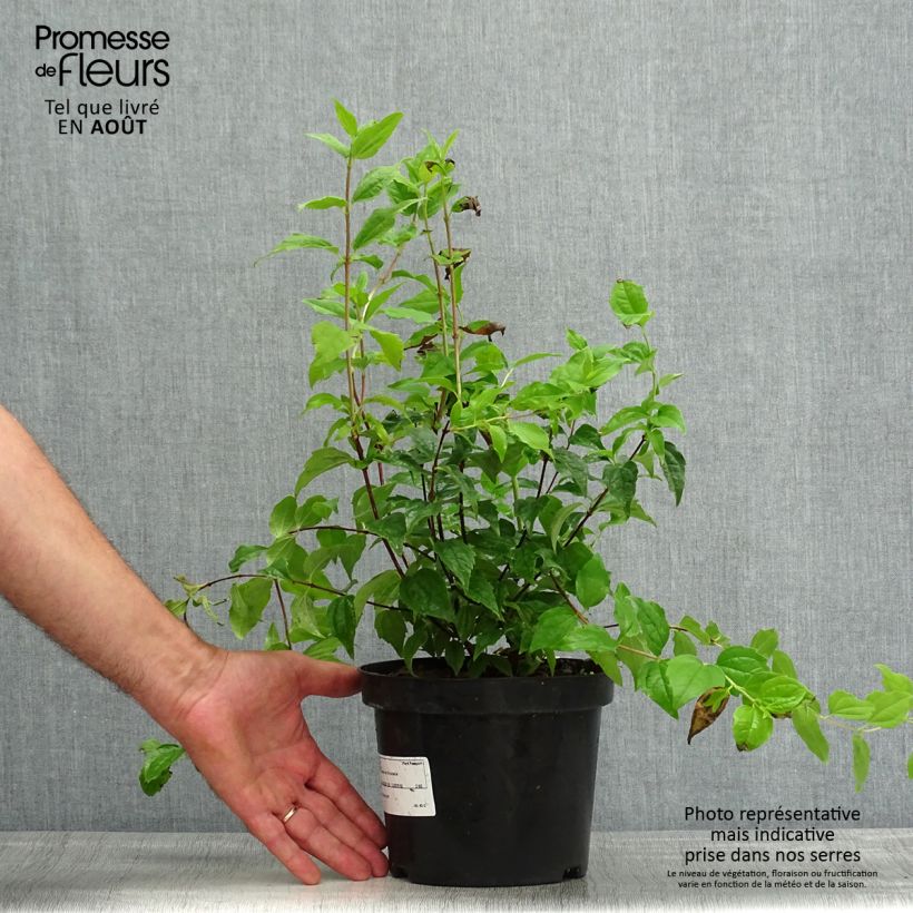 Amostra de Philadelphus Snowbelle Vaso de 2 L/3 L tal como entregue no verão