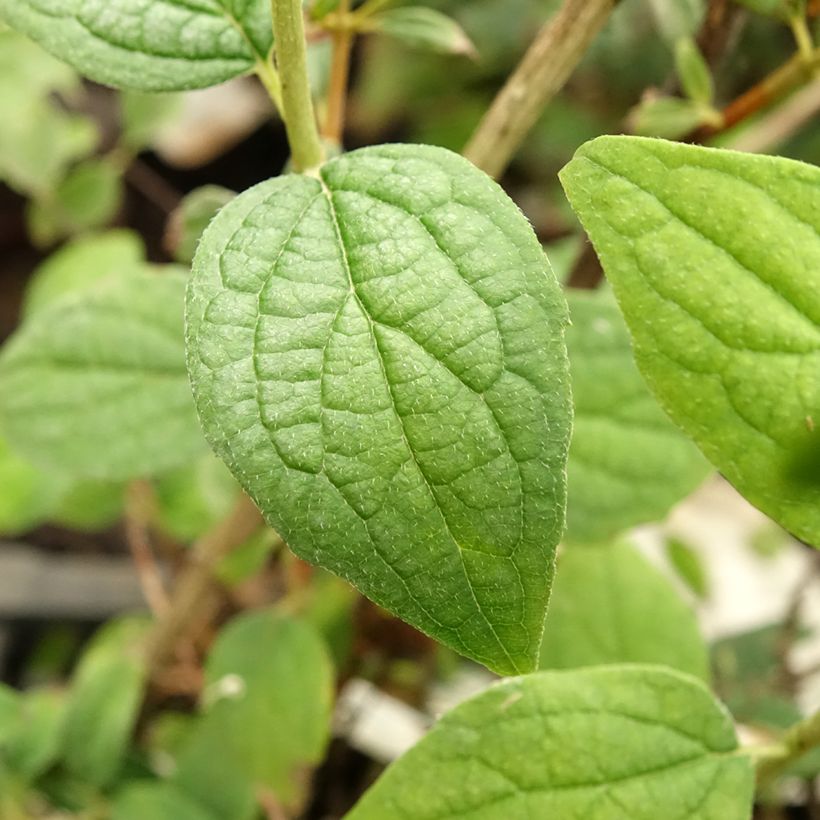 Philadelphus Snowbelle (Folhagem)