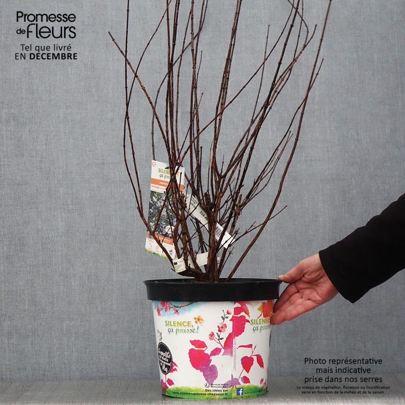 Amostra de Philadelphus Snowbelle Vaso de 7,5 L/10 L tal como entregue no outono