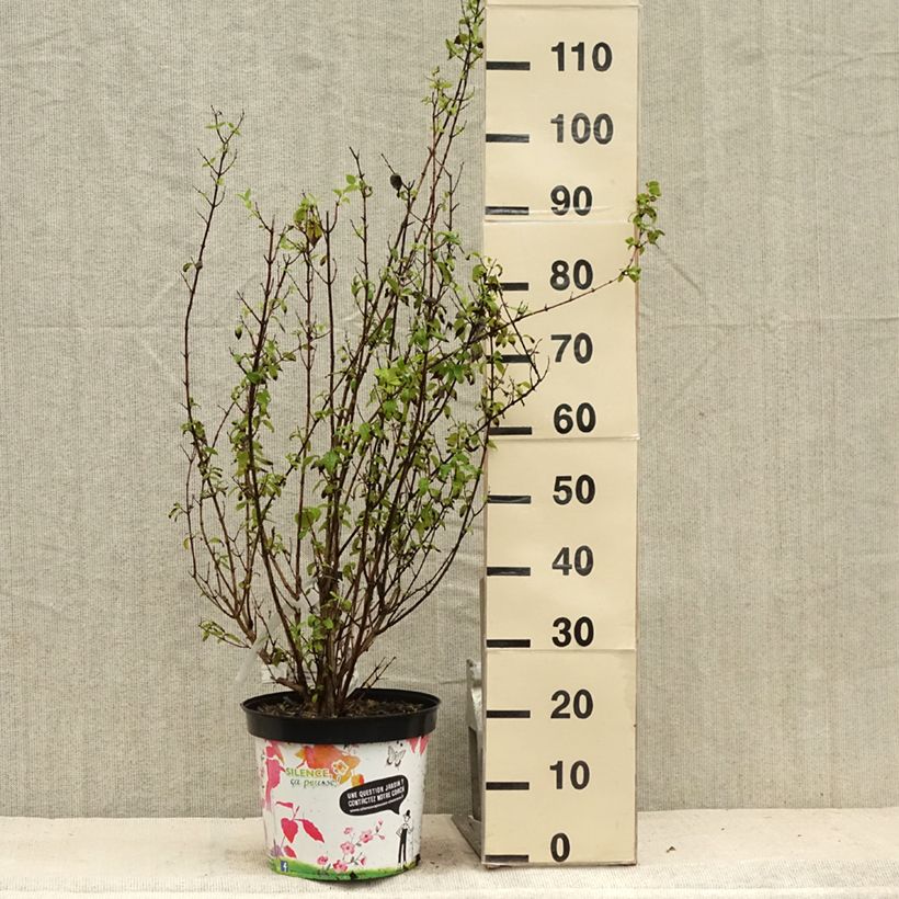 Amostra de Philadelphus Snowbelle Vaso de 7,5 L/10 L tal como entregue no verão