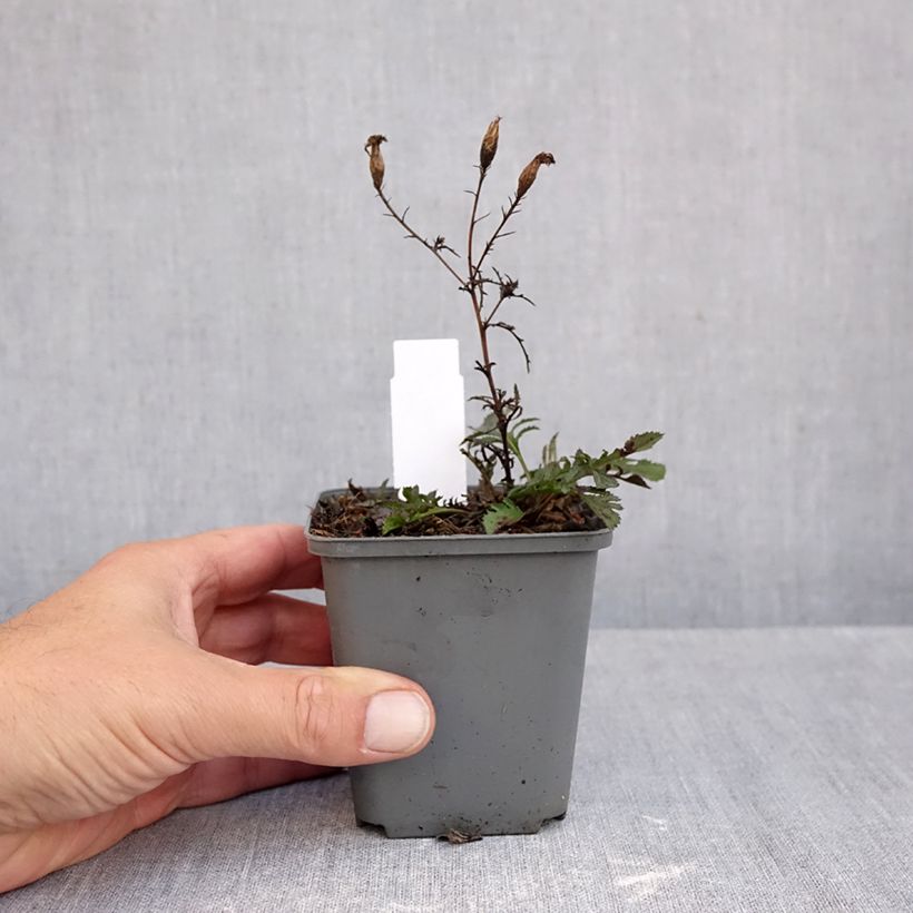 Amostra de Serratula tinctoria subsp. seoanei - Serratula-de-Seoane Vaso de 8/9 cm tal como entregue no outono