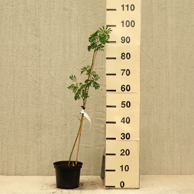 Amostra de Sesbania punicea Vaso de 2 L/3 L tal como entregue no verão