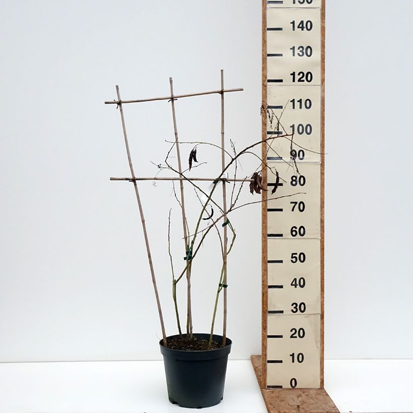 Amostra de Sesbania punicea Vaso de 7,5 L/10 L tal como entregue no inverno