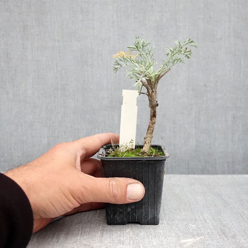 Amostra de Seseli gummiferum Vaso de 8/9 cm tal como entregue no outono