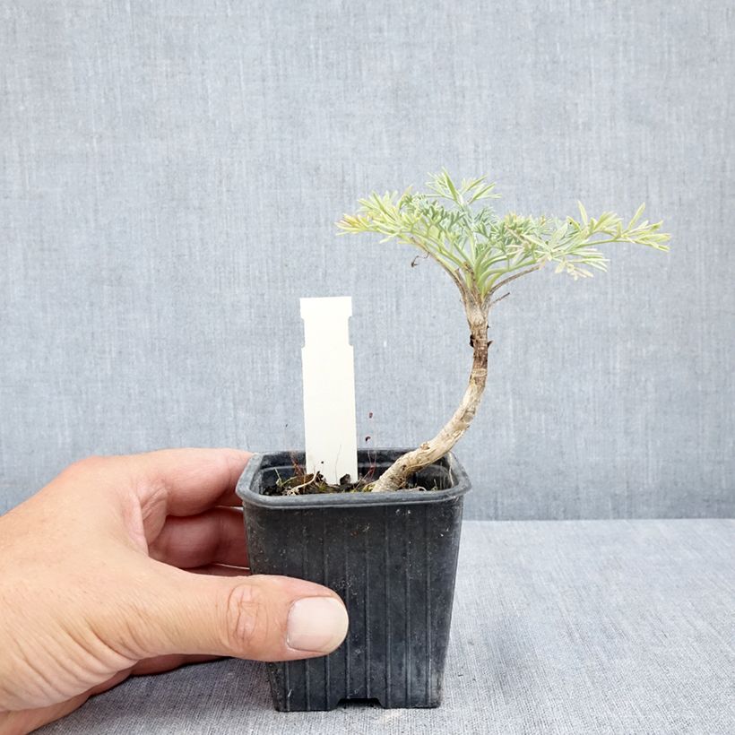 Amostra de Seseli gummiferum Vaso de 8/9 cm tal como entregue no verão