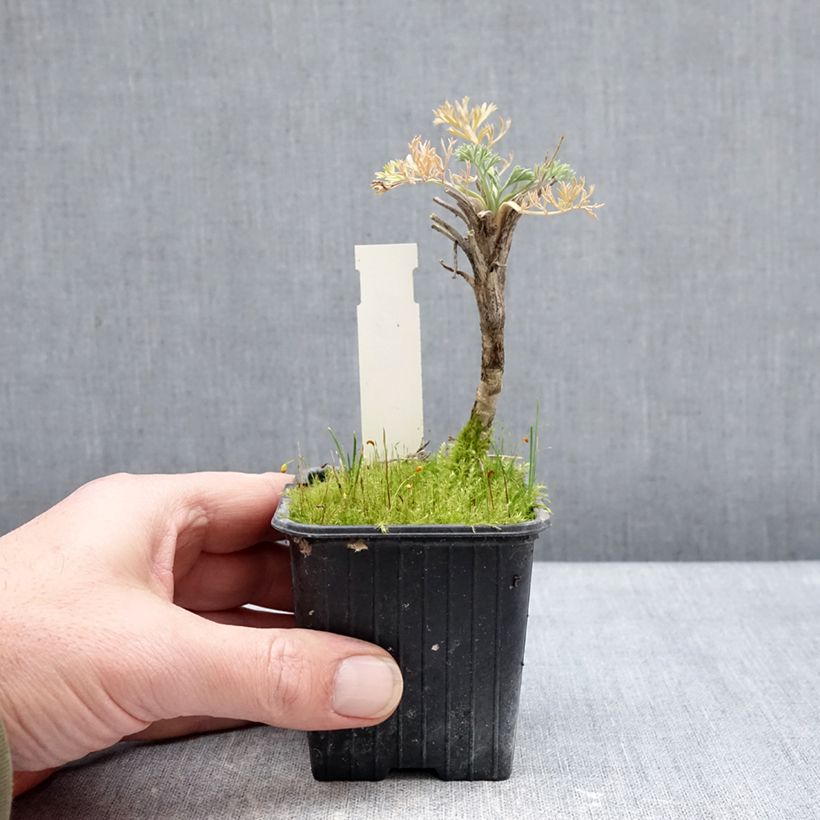 Amostra de Seseli gummiferum - Séséli à gomme, Carotte de lune Vaso de 8/9 cm tal como entregue no inverno