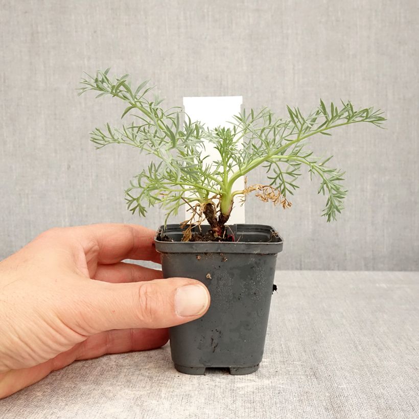 Amostra de Seseli gummiferum Vaso de 8/9 cm tal como entregue na primavera