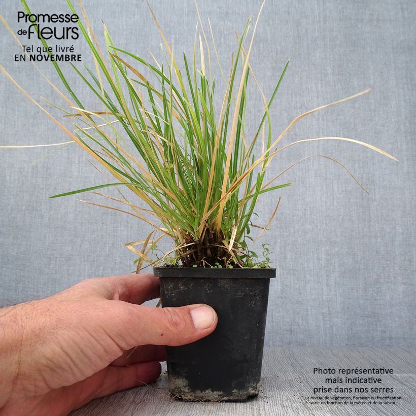 Amostra de Sesleria argentea Vaso de 8/9 cm tal como entregue no outono