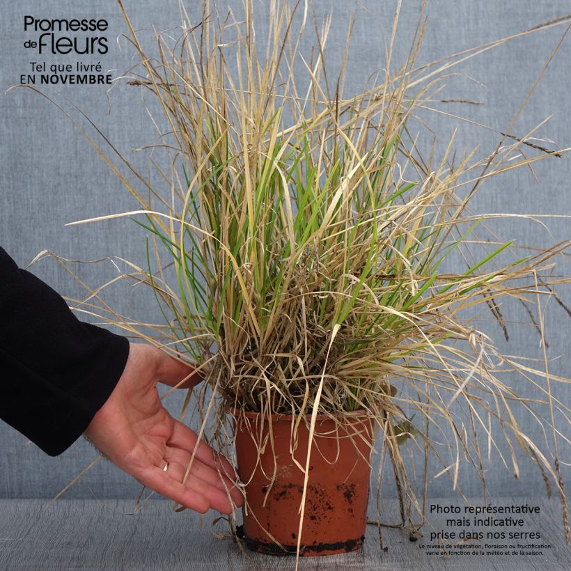 Amostra de Sesleria argentea Vaso de 1 L/1,5 L tal como entregue no outono