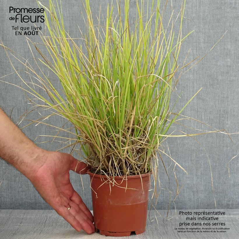 Amostra de Sesleria argentea Vaso de 1 L/1,5 L tal como entregue no verão