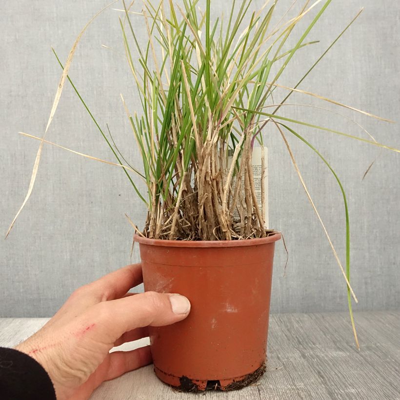 Amostra de Sesleria argentea Vaso de 1 L/1,5 L tal como entregue na primavera