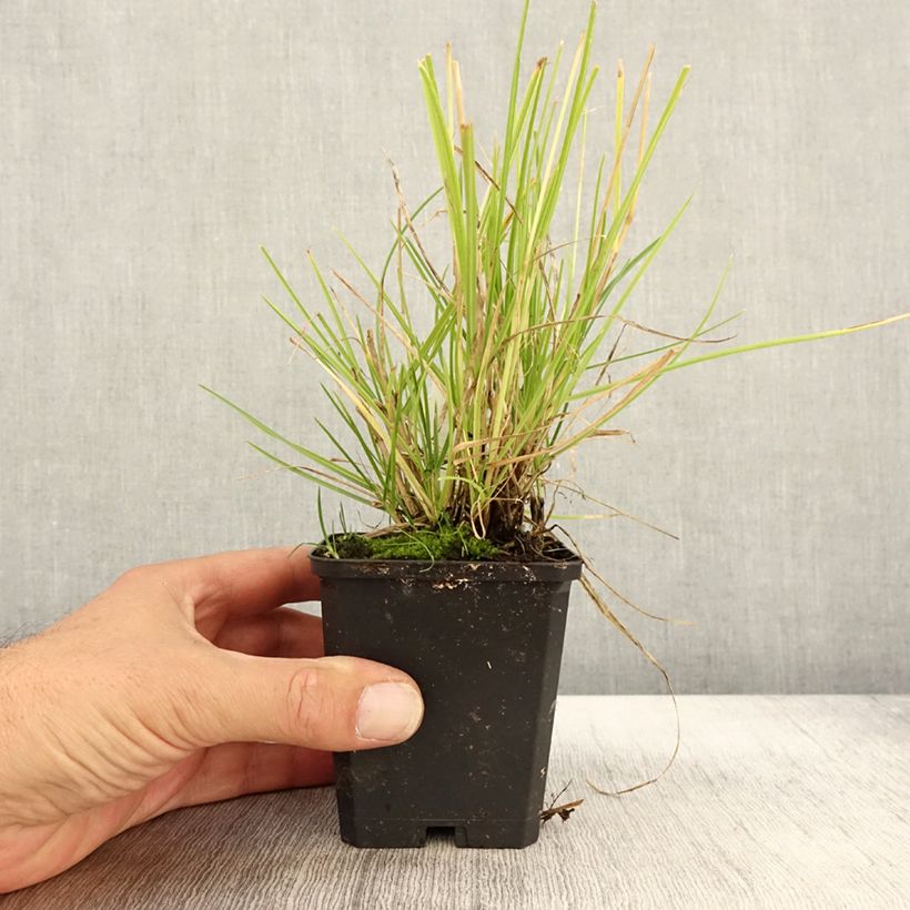Amostra de Sesleria autumnalis Vaso de 8/9 cm tal como entregue no outono