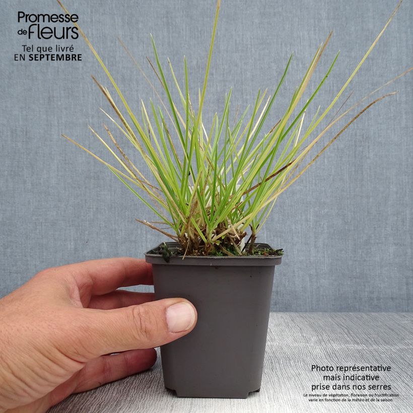 Amostra de Sesleria autumnalis Vaso de 8/9 cm tal como entregue no verão