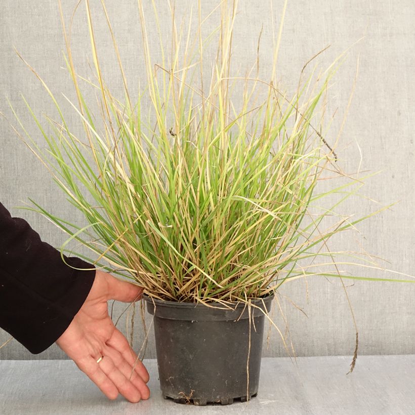 Amostra de Sesleria autumnalis Vaso de 2 L/3 L tal como entregue no outono