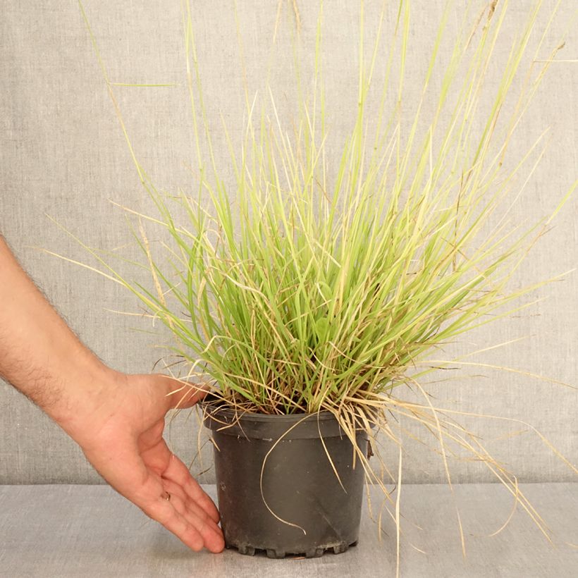 Amostra de Sesleria autumnalis Vaso de 2 L/3 L tal como entregue no verão