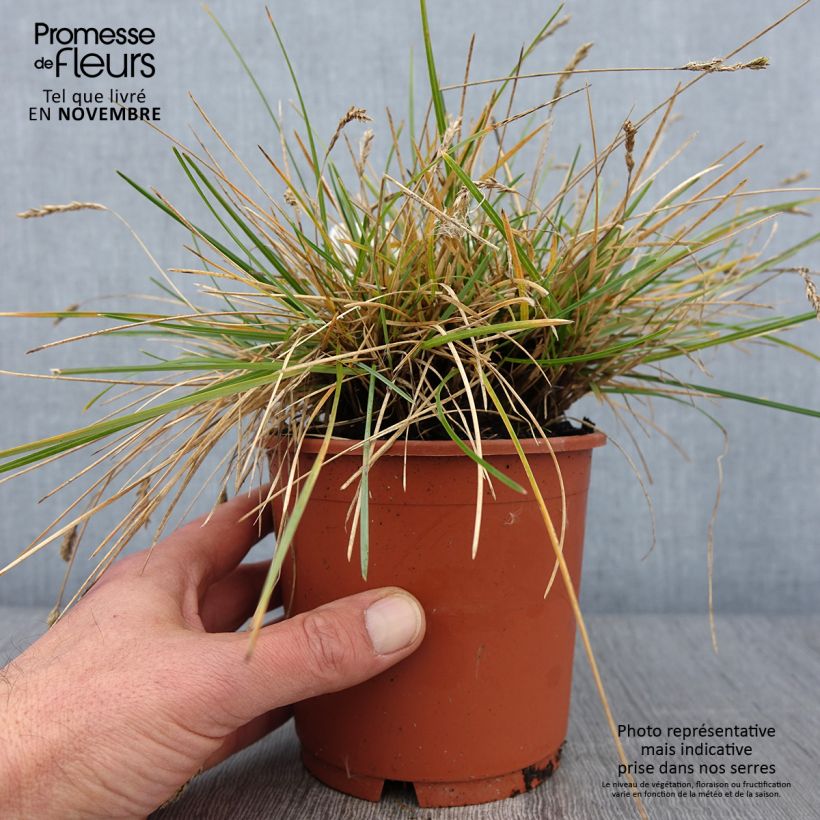 Amostra de Sesleria caerulea Vaso de 1 L/1,5 L tal como entregue no outono
