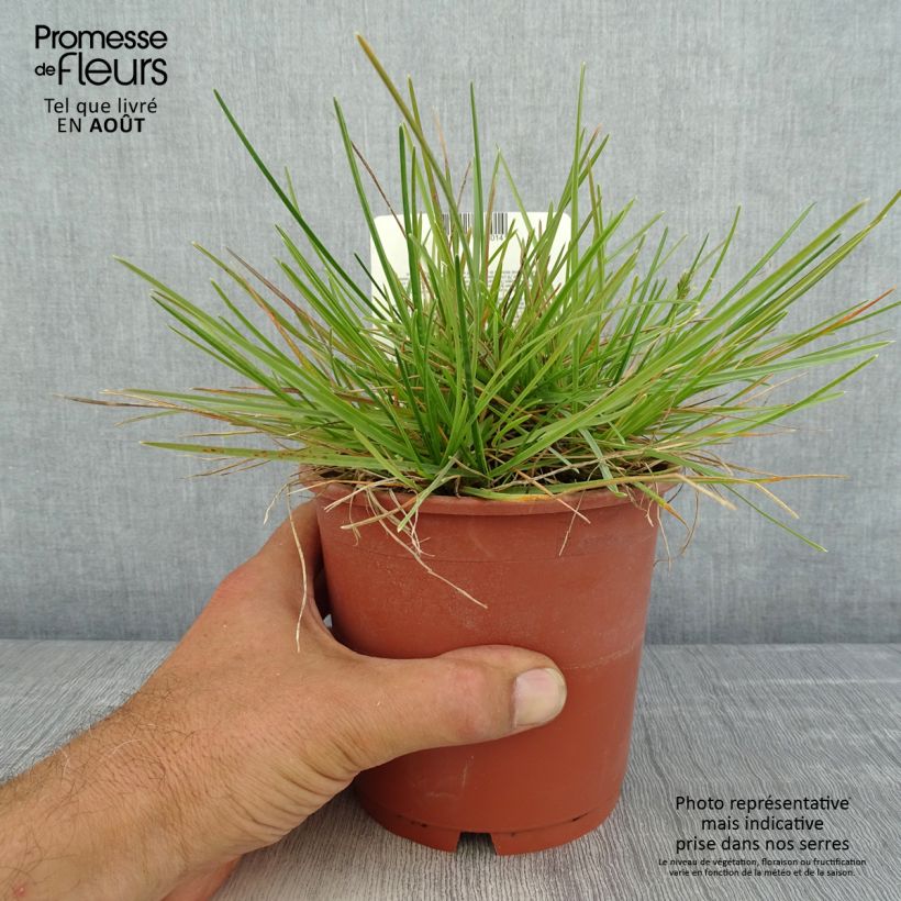 Amostra de Sesleria caerulea Vaso de 1 L/1,5 L tal como entregue no verão