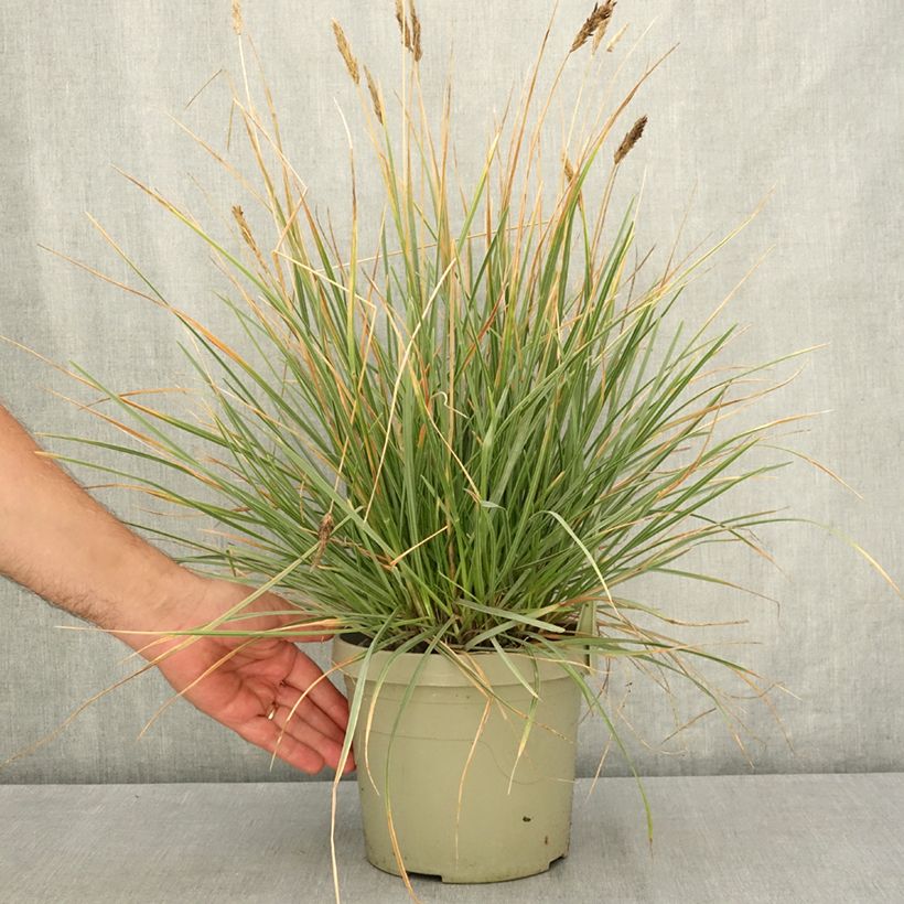 Amostra de Sesleria heufleriana Blue Porcupine Vaso de 3 L/4 L tal como entregue no verão