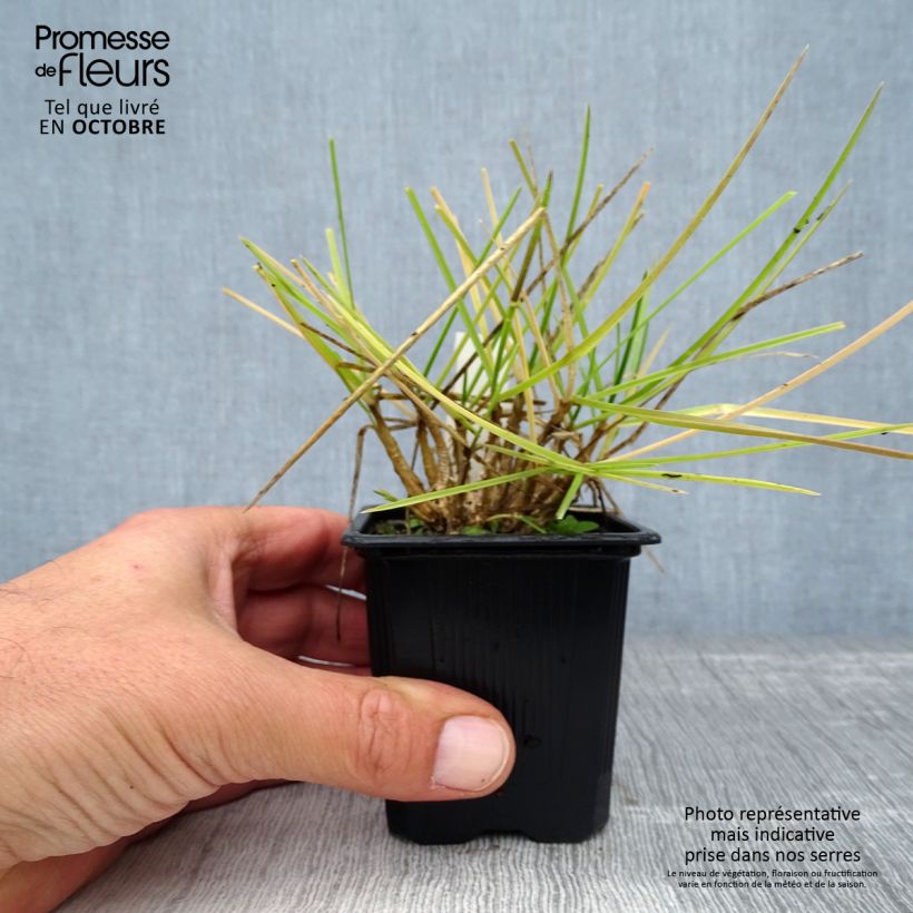 Amostra de Sesleria heufleriana Vaso de 8/9 cm tal como entregue no outono