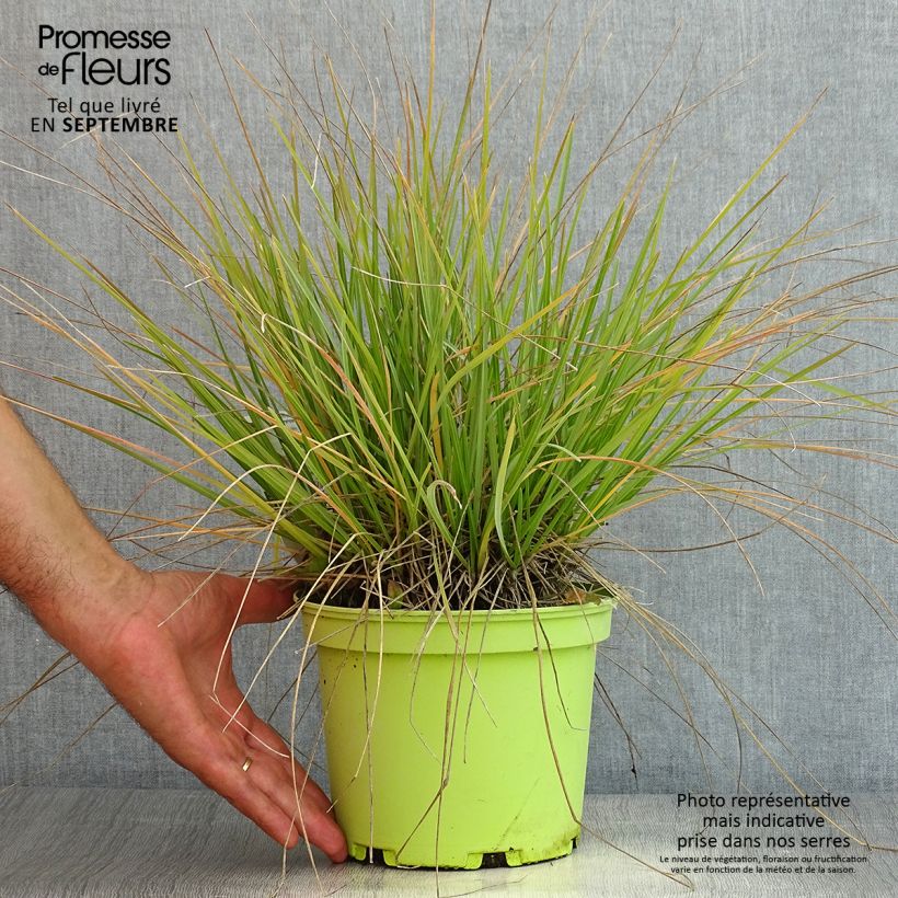 Amostra de Sesleria heufleriana Vaso de 2 L/3 L tal como entregue no verão