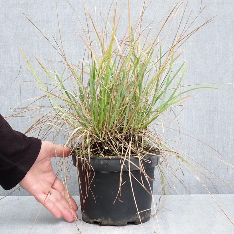 Amostra de Sesleria heufleriana Vaso de 2 L/3 L tal como entregue no outono