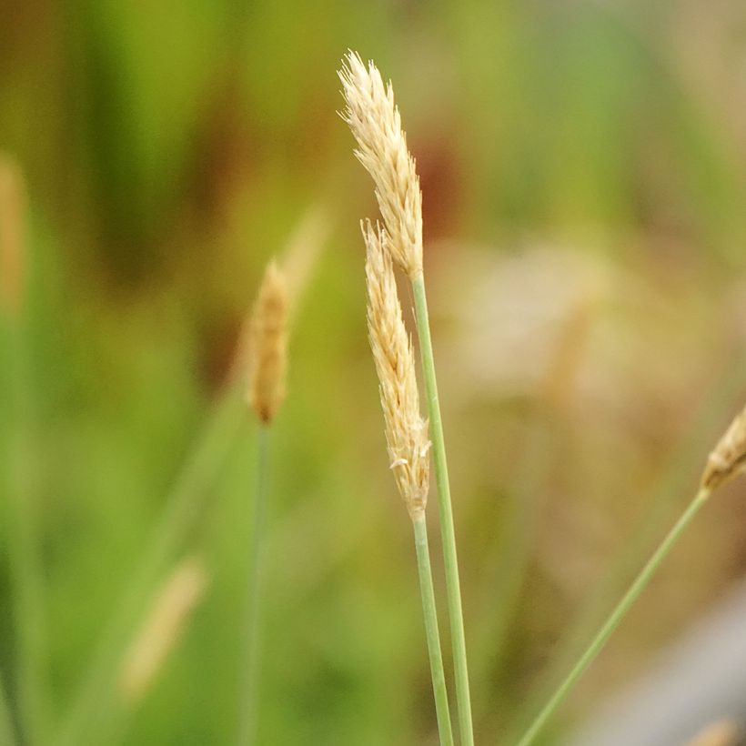 Sesleria nitida (Floração)