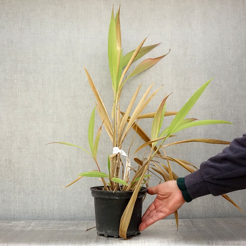Amostra de Setaria palmifolia Vaso de 2 L/3 L tal como entregue no outono
