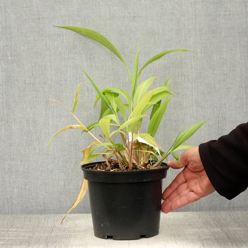Amostra de Setaria palmifolia Vaso de 2 L/3 L tal como entregue no verão