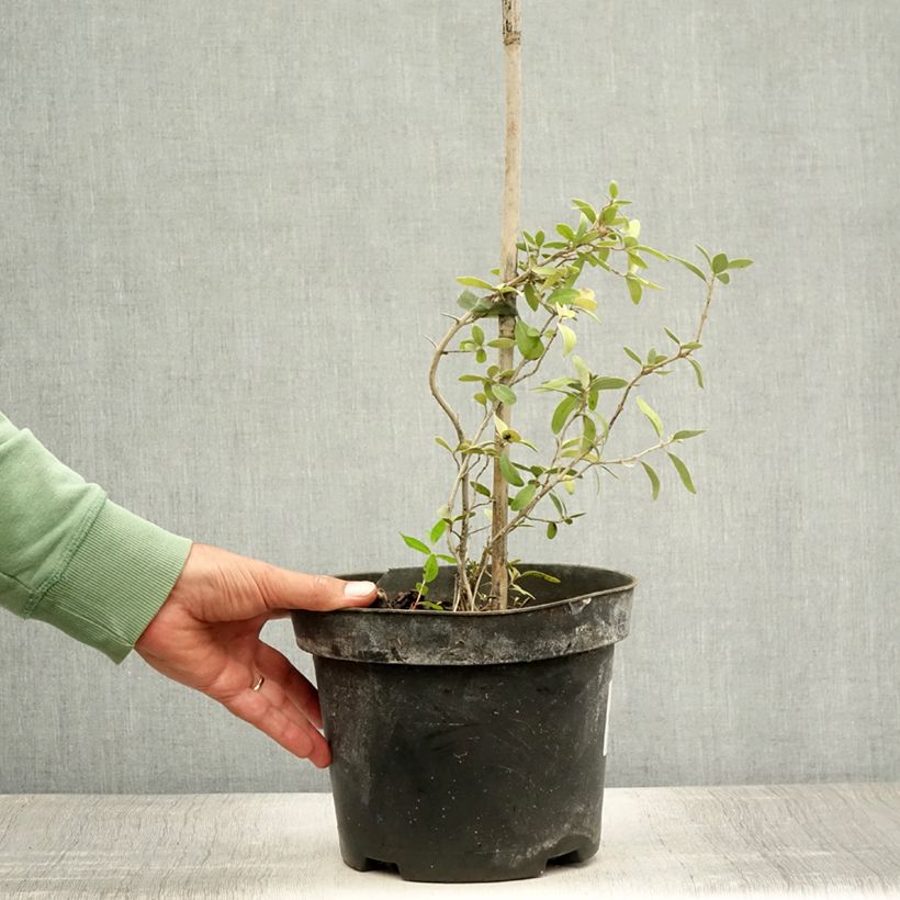 Amostra de Shepherdia argentea Vaso de 3 L/4 L tal como entregue no verão