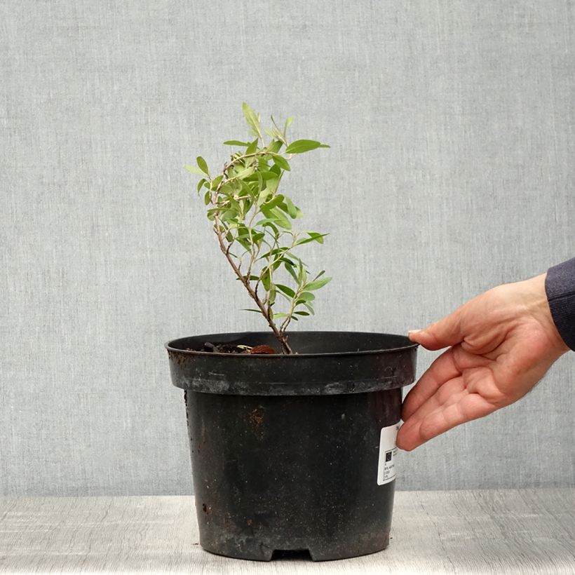 Amostra de Shepherdia argentea - Shépherdie argentée Vaso de 3 L/4 L tal como entregue na primavera